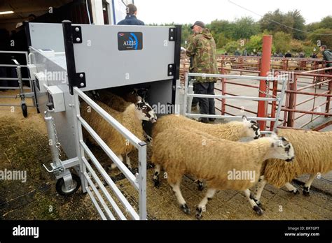 eid tag reader for sheep